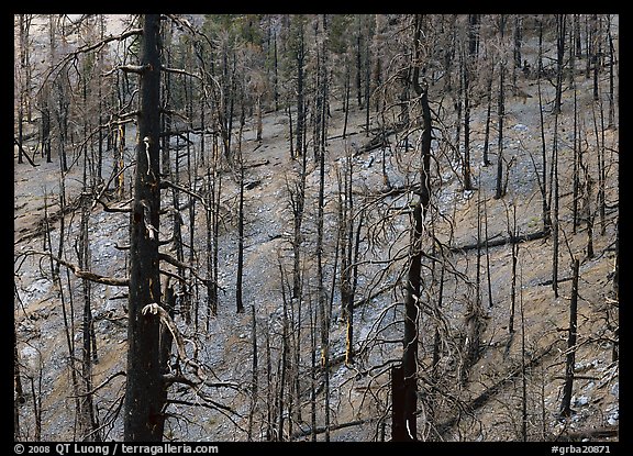 Forest of burned trees. Great Basin National Park (color)