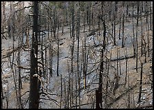 Forest of burned trees. Great Basin National Park ( color)