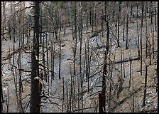 Forest of burned trees. Great Basin National Park, Nevada, USA.