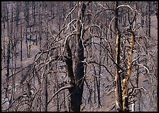 Burned trees on hillside. Great Basin National Park, Nevada, USA.