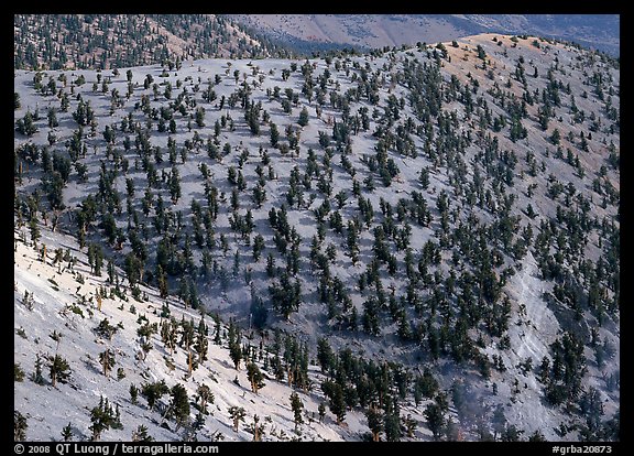 Hillside covered by forest of Bristlecone Pines near Mt Washington. Great Basin National Park, Nevada, USA.