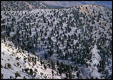 Hillside covered by forest of Bristlecone Pines near Mt Washington. Great Basin National Park, Nevada, USA. (color)