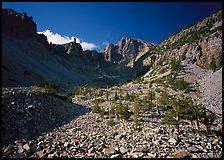 Bristlecone pine and morainic rocks, Wheeler Peak, morning. Great Basin National Park, Nevada, USA. (color)