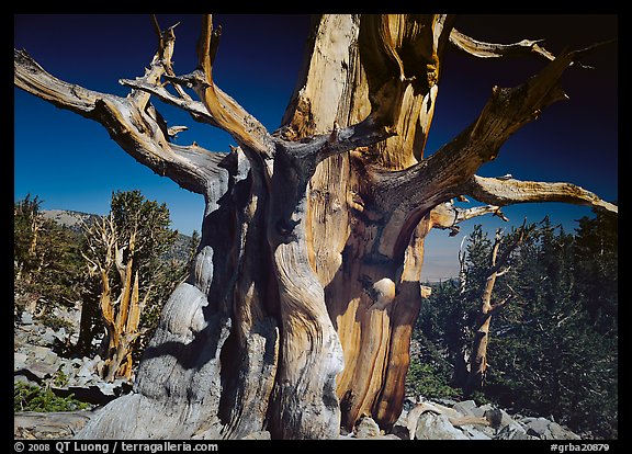 Bristelecone pine grove at the base of Wheeler Peak. Great Basin  National Park (color)