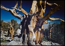 Bristelecone pine grove at the base of Wheeler Peak. Great Basin National Park, Nevada, USA. (color)