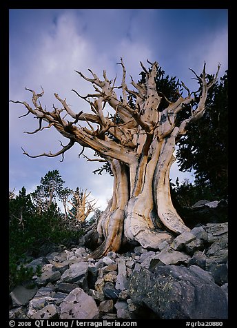 Ancient Bristlecone Pine, Wheeler Peak Basin, afternoon. Great Basin National Park (color)