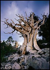 Ancient Bristlecone Pine, Wheeler Peak Basin, afternoon. Great Basin National Park, Nevada, USA. (color)