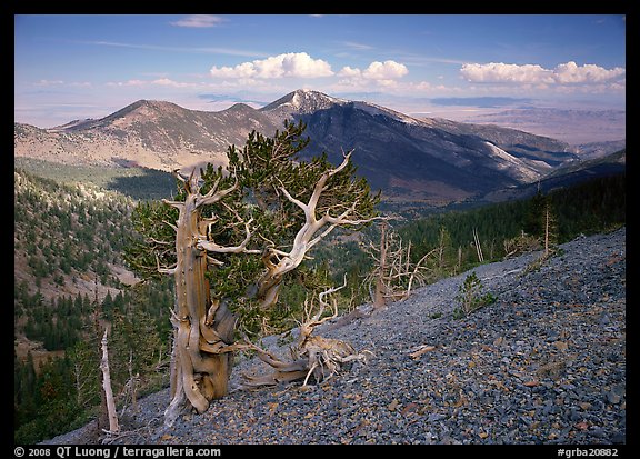 Bristelecone pines on Mt Washington, overlooking valley and distant ranges. Great Basin National Park, Nevada, USA.