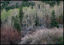 Tapestry of shrubs and trees in early spring. Great Basin National Park ( color)