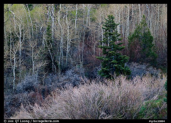 Trees just leafing out amongst bare trees. Great Basin  National Park (color)