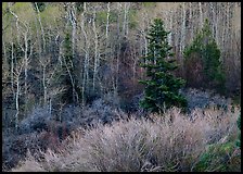 Trees just leafing out amongst bare trees. Great Basin National Park ( color)