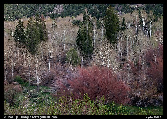 Bare trees, new leaves, and conifers. Great Basin National Park (color)