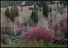 Bare trees, new leaves, and conifers. Great Basin National Park, Nevada, USA.