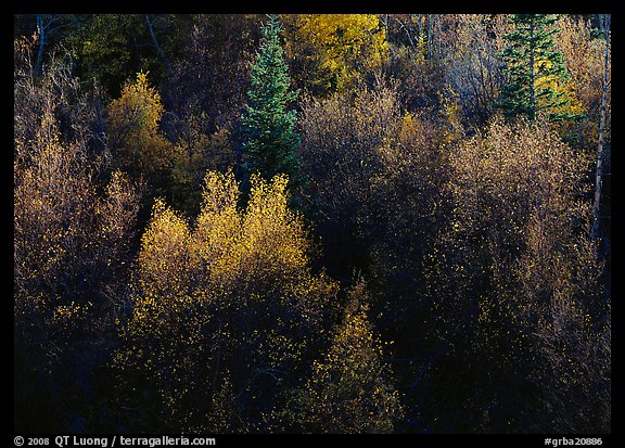 Autumn colors, Windy Canyon, late afternoon. Great Basin National Park, Nevada, USA.