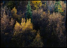 Autumn colors, Windy Canyon, late afternoon. Great Basin National Park ( color)