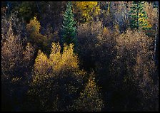 Autumn colors, Windy Canyon, late afternoon. Great Basin National Park, Nevada, USA.