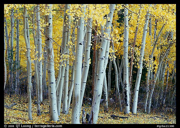 Aspens, Windy Canyon, autumn. Great Basin  National Park (color)