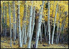 Aspens, Windy Canyon, autumn. Great Basin National Park, Nevada, USA. (color)