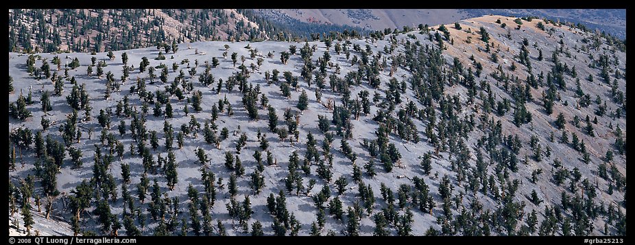 Hillside with Bristlecone pine forest. Great Basin National Park (color)