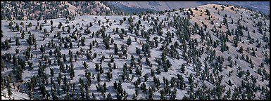 Hillside with Bristlecone pine forest. Great Basin  National Park (Panoramic color)