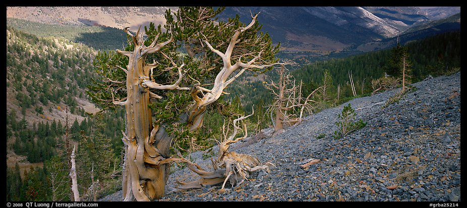 Bristlecone pine on rocky slope. Great Basin National Park (color)