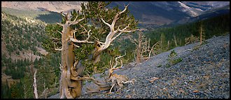 Bristlecone pine on rocky slope. Great Basin  National Park (Panoramic color)