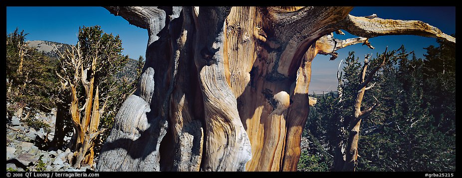 Ancient bristlecone pines. Great Basin National Park, Nevada, USA.