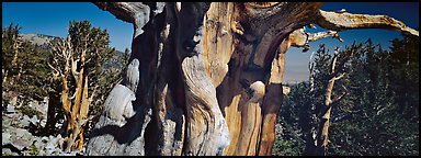 Ancient bristlecone pines. Great Basin  National Park (Panoramic color)