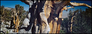 Ancient bristlecone pines. Great Basin  National Park (Panoramic color)