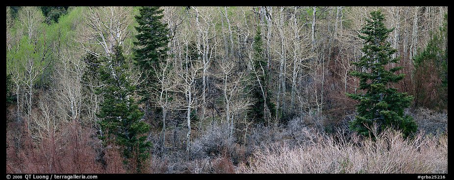 Spring mosaic of trees. Great Basin National Park (color)