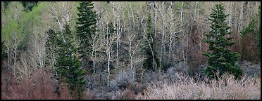Spring mosaic of trees. Great Basin  National Park (Panoramic color)