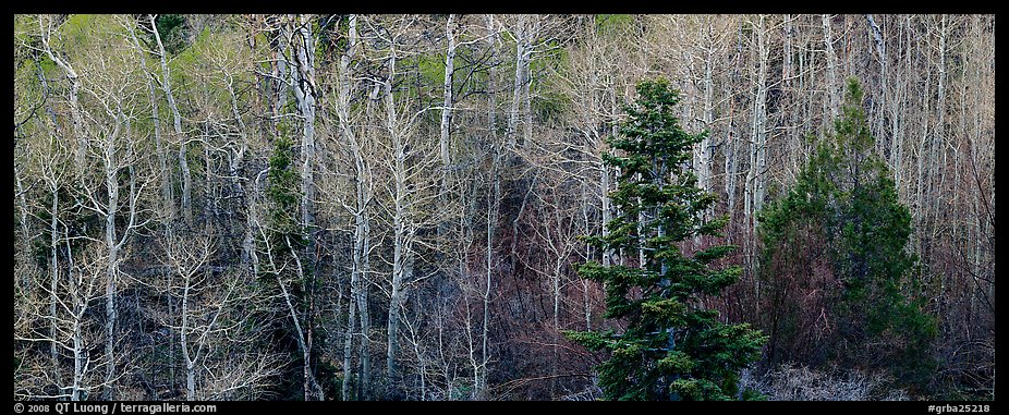 Trees in early spring. Great Basin National Park (color)