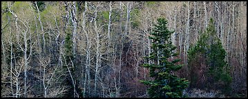 Trees in early spring. Great Basin National Park, Nevada, USA.