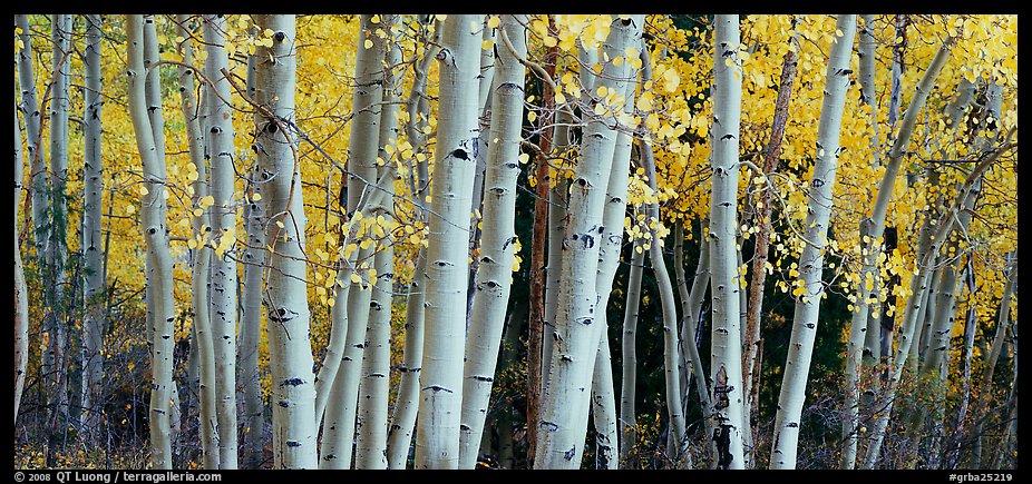 Autumn aspens, Windy Canyon, Snake Creek. Great Basin National Park (color)