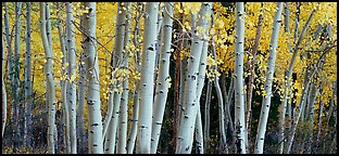 Autumn aspens. Great Basin  National Park (Panoramic color)