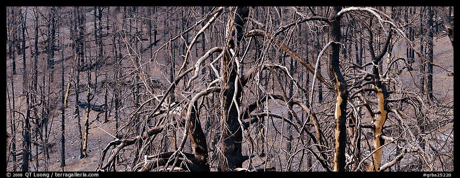 Burned trees landscape. Great Basin National Park (color)