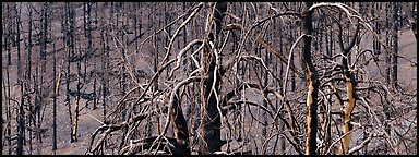 Burned trees landscape. Great Basin  National Park (Panoramic color)