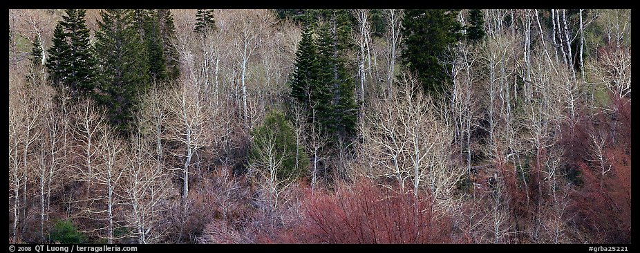 Bare trees in early spring. Great Basin National Park, Nevada, USA.