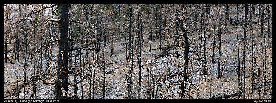 Burned forest. Great Basin National Park (color)