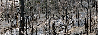 Burned forest. Great Basin  National Park (Panoramic color)