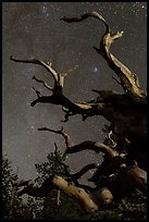 Twisted branches of bristlecone pine and stars. Great Basin National Park, Nevada, USA.