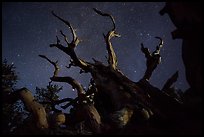 Twisted bristlecone pine and stars by night. Great Basin National Park, Nevada, USA.