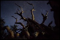 Twisted bristlecone pine and stars by night. Great Basin National Park, Nevada, USA. (color)