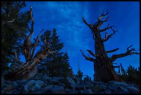 Bristlecone pine trees with last stars at pre-dawn. Great Basin National Park, Nevada, USA.