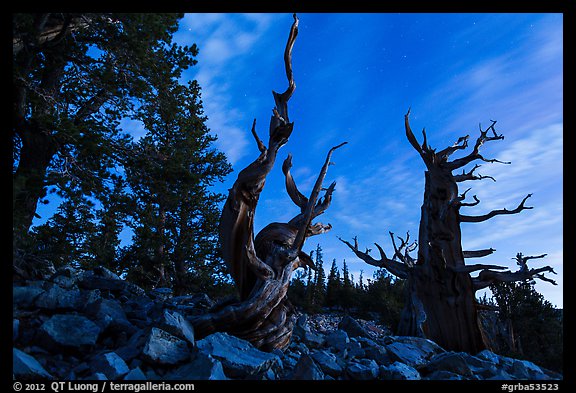 Bristlecone pine trees at twilight, Wheeler cirque. Great Basin National Park, Nevada, USA.