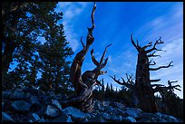 Bristlecone pine trees at twilight, Wheeler cirque. Great Basin National Park, Nevada, USA. (color)