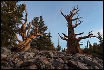 Bristlecone pine trees at dawn, Wheeler cirque. Great Basin National Park, Nevada, USA. (color)
