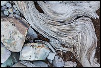 Ground close-up with quartzite, bristlecone pine cones and roots. Great Basin National Park, Nevada, USA.