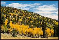 Mixed forest in autumn foliage. Great Basin National Park, Nevada, USA.