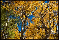 Trees with leaves in autumn foliage. Great Basin National Park, Nevada, USA.